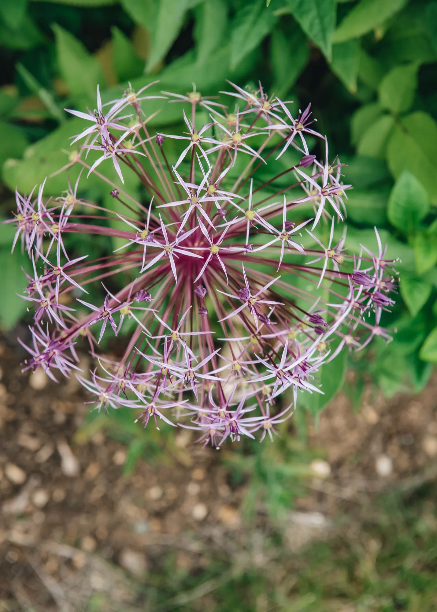 Allium Christophii AGM