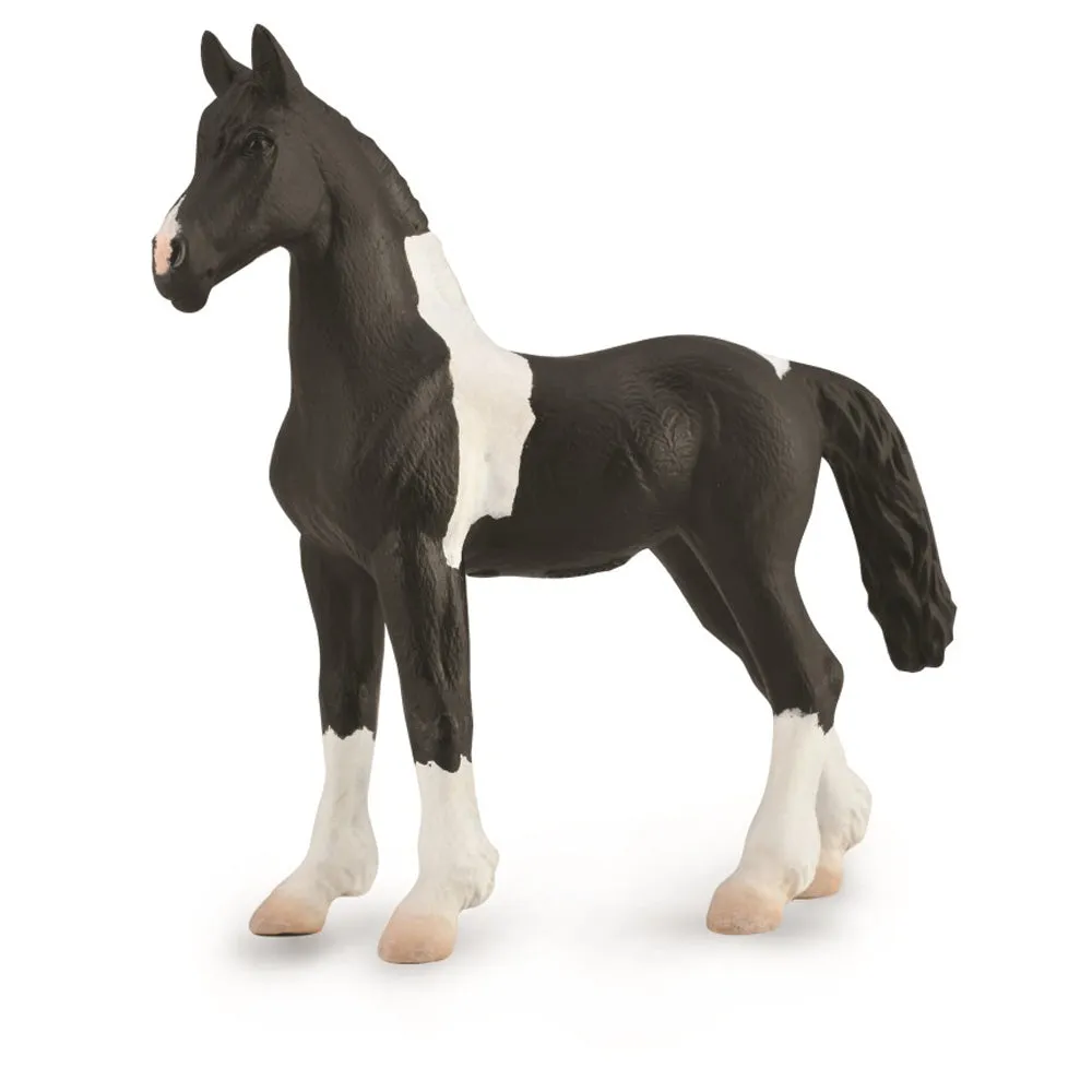 Barock Pinto Foal