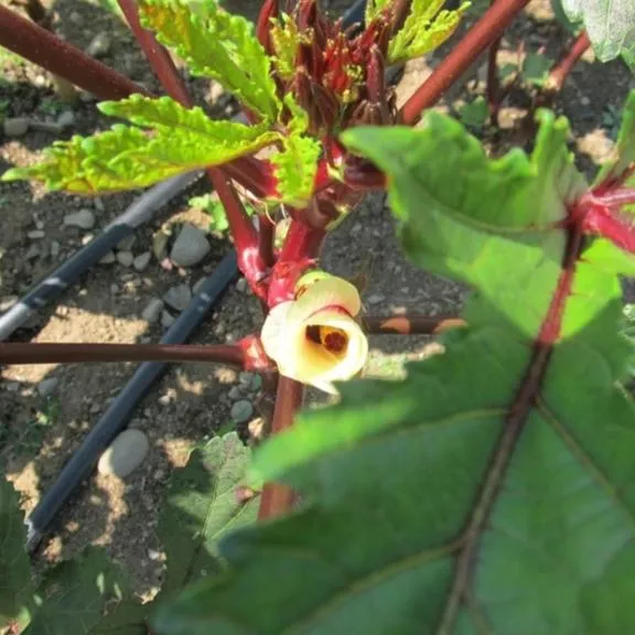 Burgundy Okra