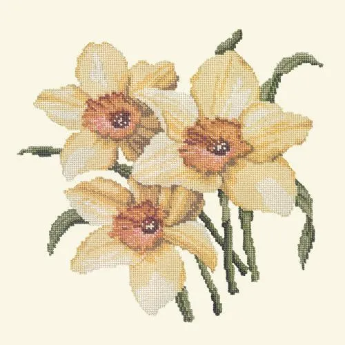 Daffodils