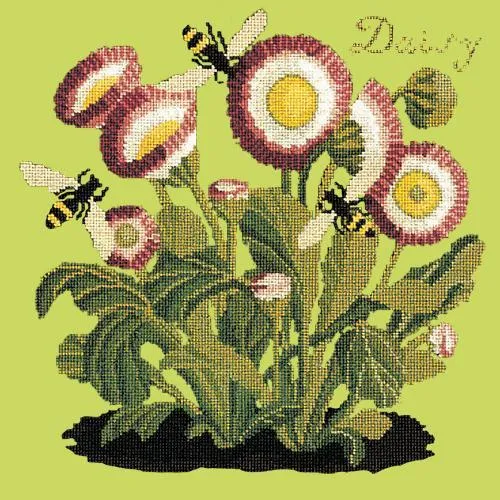 Daisy