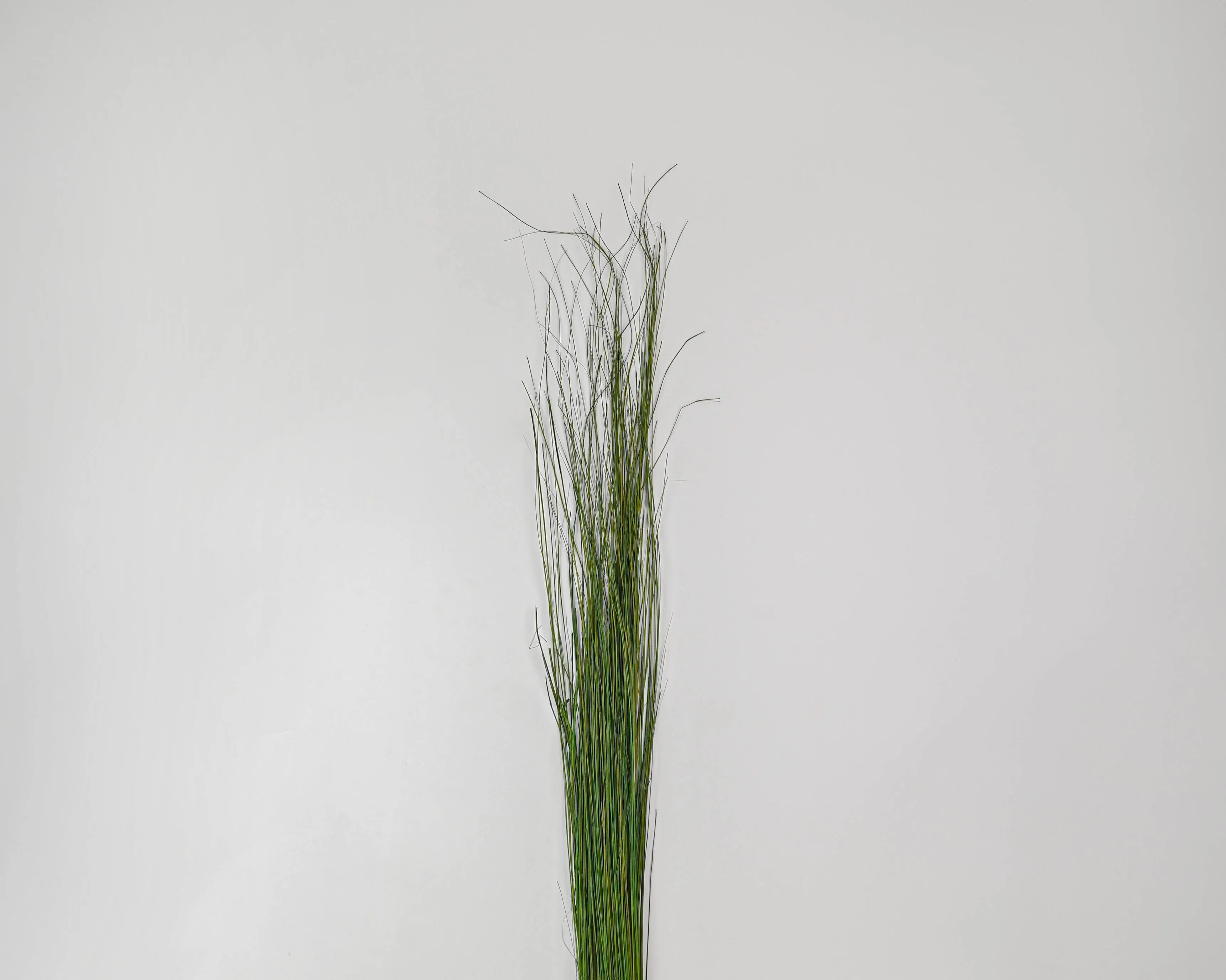Fountain Grass - Dried Fountain Grasses