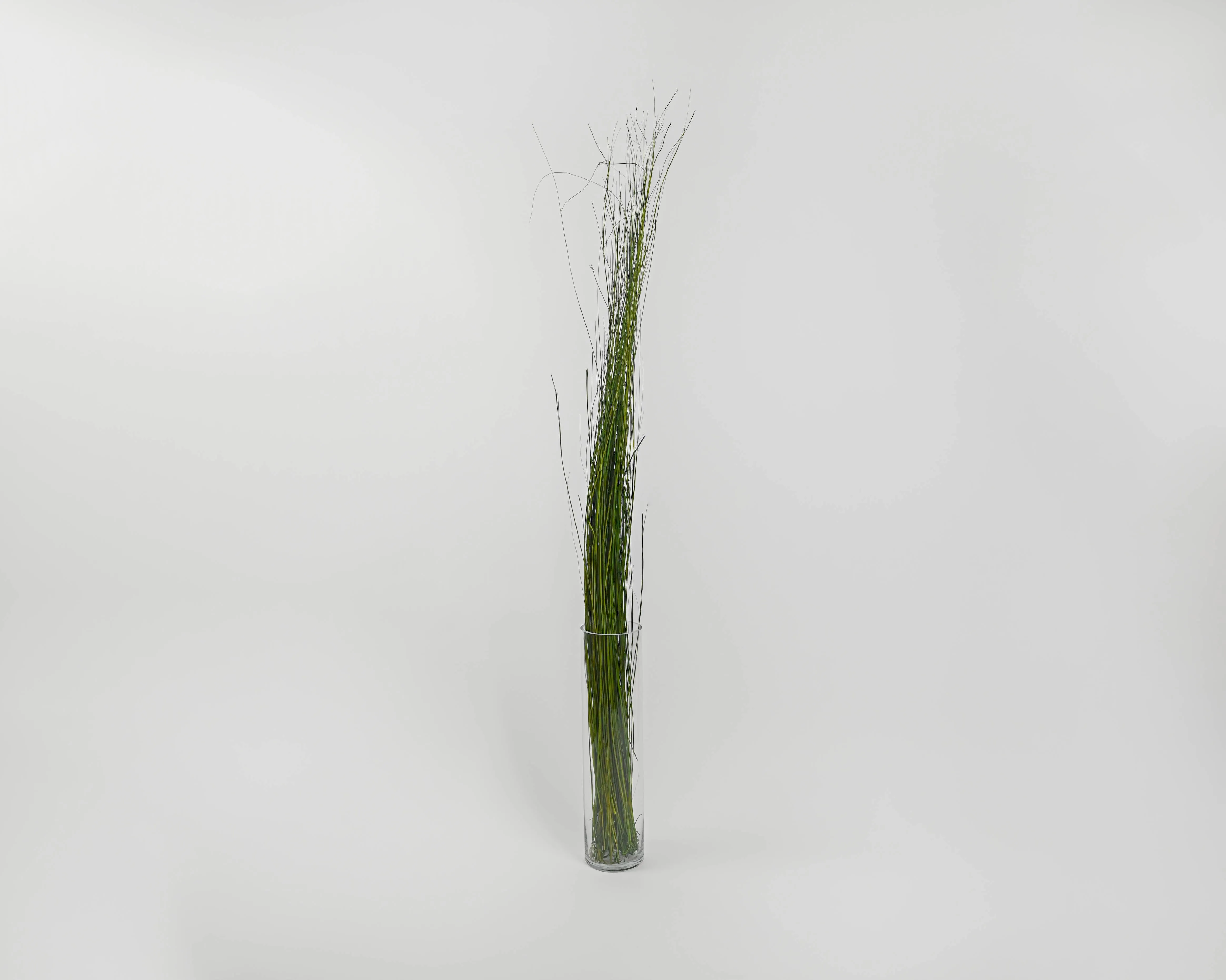 Fountain Grass - Dried Fountain Grasses