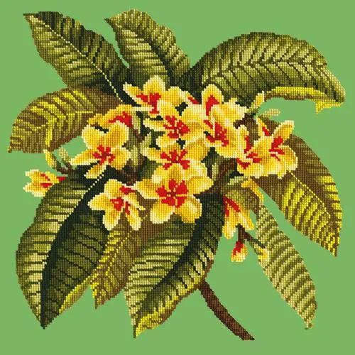 Frangipani