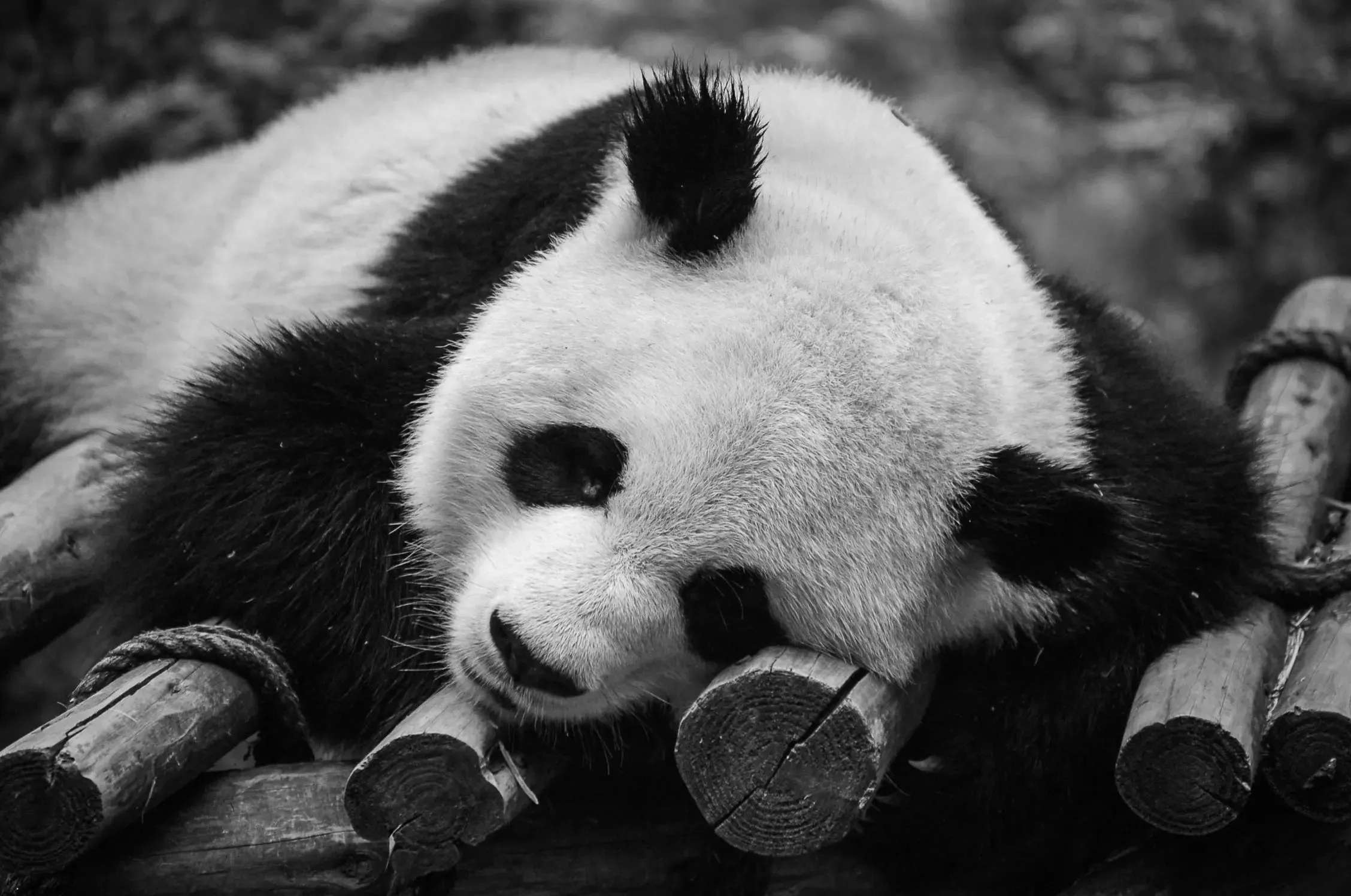 Graceful Giants: Panda Bears of China's Zoo