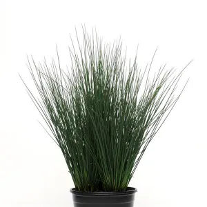 Juncus Blue Dart - 5 seeds