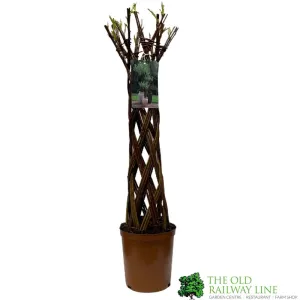 Salix Hybrid Living Braided Willow Sculpture Dark Stem 80cm 19cm pot (NL)