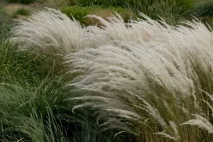Stipa ichu